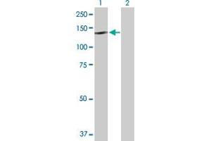Western Blot analysis of NLRP2 expression in transfected 293T cell line by NLRP2 MaxPab polyclonal antibody. (NLRP2 anticorps  (AA 1-1062))