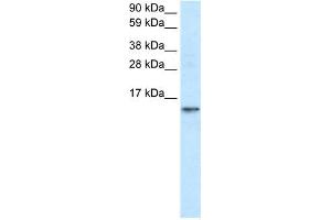 FABP7 antibody used at 1. (FABP7 anticorps  (N-Term))