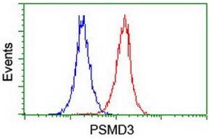 Image no. 2 for anti-Proteasome (Prosome, Macropain) 26S Subunit, Non-ATPase, 3 (PSMD3) antibody (ABIN1499980) (PSMD3 anticorps)