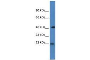 Image no. 1 for anti-Proliferation-Associated 2G4, 38kDa (PA2G4) (C-Term) antibody (ABIN6747243) (PA2G4 anticorps  (C-Term))