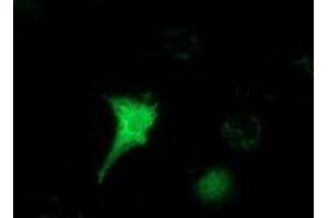 Immunofluorescence (IF) image for anti-Hydroxyacylglutathione Hydrolase-Like (HAGHL) antibody (ABIN1498571) (HAGHL anticorps)