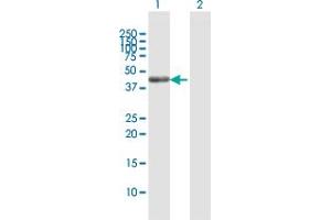 Western Blot analysis of SCRN2 expression in transfected 293T cell line by SCRN2 MaxPab polyclonal antibody. (SCRN2 anticorps  (AA 1-425))