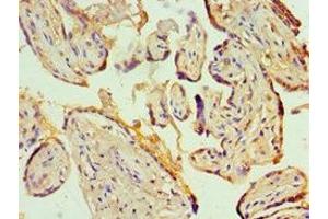 Immunohistochemistry of paraffin-embedded human placenta tissue using ABIN7156944 at dilution of 1:100