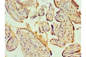 Immunohistochemistry of paraffin-embedded human placenta tissue using ABIN7156944 at dilution of 1:100 (KCNN4 anticorps  (AA 288-427))