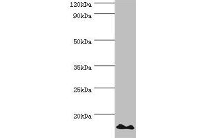 Western blot All lanes: DNA-directed RNA polymerases I and III subunit RPAC2 antibody at 10 μg/mL + Jurkat whole cell lysate Secondary Goat polyclonal to rabbit IgG at 1/10000 dilution Predicted band size: 16, 15 kDa Observed band size: 16 kDa (POLR1D anticorps  (AA 1-133))