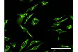 Immunofluorescence of purified MaxPab antibody to MRPL12 on HeLa cell.