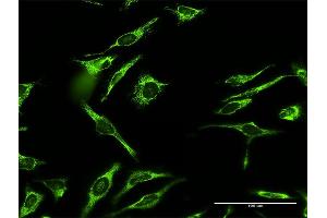 Immunofluorescence of purified MaxPab antibody to MRPL12 on HeLa cell. (MRPL12 anticorps  (AA 1-198))