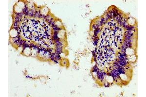 Immunohistochemistry of paraffin-embedded human small intestine tissue using ABIN7162583 at dilution of 1:100