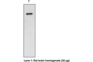 Image no. 1 for anti-Prostaglandin-Endoperoxide Synthase 1 (Prostaglandin G/H Synthase and Cyclooxygenase) (PTGS1) (AA 274-288) antibody (ABIN1103842)