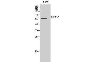anti-Polymerase (RNA) III (DNA Directed) Polypeptide C (62kD) (POLR3C) (Internal Region) antibody