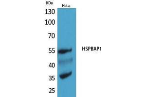 Western Blot (WB) analysis of HeLa cells using HSPBAP1 Polyclonal Antibody. (HSPBAP1 anticorps  (Internal Region))