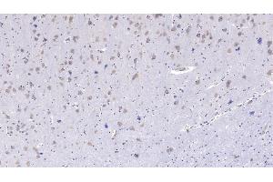Detection of FSTL1 in Human Cerebrum Tissue using Monoclonal Antibody to Follistatin Like Protein 1 (FSTL1)