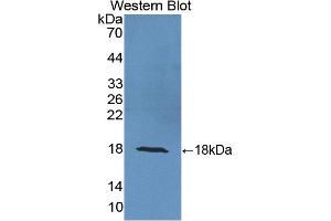 Detection of Recombinant UCRP, Human using Polyclonal Antibody to Ubiquitin Cross Reactive Protein (UCRP) (ISG15 anticorps  (AA 2-157))
