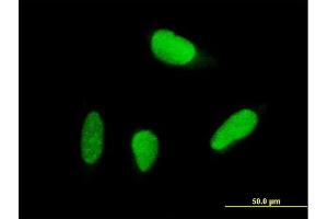 Immunofluorescence of purified MaxPab antibody to USP18 on HeLa cell. (USP18 anticorps  (AA 1-372))