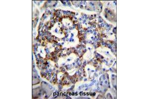 SEMA3G Antibody immunohistochemistry analysis in formalin fixed and paraffin embedded human pancreas tissue followed by peroxidase conjugation of the secondary antibody and DAB staining.