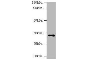 Western blot All lanes: HSD11B1 antibody at 2 μg/mL + Hela whole cell lysate Secondary Goat polyclonal to rabbit IgG at 1/10000 dilution Predicted band size: 33 kDa Observed band size: 33 kDa (HSD11B1 anticorps  (AA 25-292))
