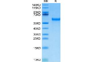 Biotinylated Mouse PVRIG on Tris-Bis PAGE under reduced condition. (PVRIG Protein (AA 35-165) (Fc-Avi Tag,Biotin))