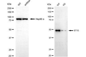 Western blotting analysis using ST13 antibody (ABIN7800464).