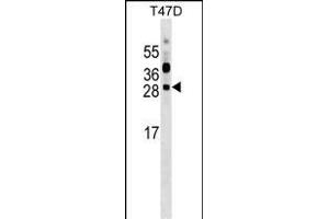 PRTFDC1 Antibody (C-term) (ABIN1536768 and ABIN2849181) western blot analysis in T47D cell line lysates (35 μg/lane). (PRTFDC1 anticorps  (C-Term))