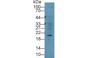 Detection of RLN3 in U87MG cell lysate using Monoclonal Antibody to Relaxin 3 (RLN3) (Relaxin 3 anticorps  (AA 1-140))