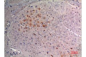 Immunohistochemistry (IHC) analysis of paraffin-embedded Mouse Brain, antibody was diluted at 1:100. (FGF9 anticorps  (C-Term))