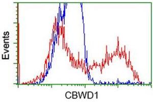 Image no. 2 for anti-COBW Domain Containing 1 (CBWD1) antibody (ABIN1497117) (CBWD1 anticorps)