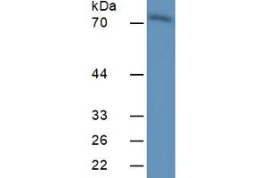 Rabbit Capture antibody from the kit in WB with Positive Control:  Mouse Placenta Tissue.