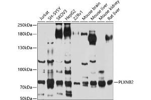 Western blot analysis of extracts of various cell lines, using PLXNB2 antibody (ABIN6129079, ABIN6145808, ABIN6145809 and ABIN6214190) at 1:1000 dilution. (Plexin B2 anticorps  (AA 1080-1200))