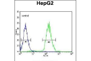Flow cytometric analysis of HepG2 cells (right histogram) compared to a negative control cell (left histogram). (CDC14A anticorps)