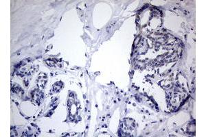 Image no. 4 for anti-TIA1 Cytotoxic Granule-Associated RNA Binding Protein (TIA1) antibody (ABIN1501387) (TIA1 anticorps)