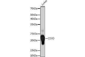 Western blot analysis of extracts of Jurkat cells, using CD3D Rabbit mAb (ABIN7266193) at 1:500 dilution. (CD3D anticorps)