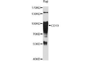 Western blot analysis of extracts of Raji cells, using CD19 Antibody (ABIN5971402) at 1:3000 dilution. (CD19 anticorps)