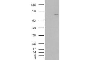 Western Blotting (WB) image for anti-Methylphosphate Capping Enzyme (MEPCE) (Internal Region) antibody (ABIN2465942) (MEPCE anticorps  (Internal Region))