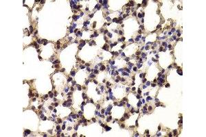 Immunohistochemistry of paraffin-embedded Mouse lung using BHLHE40 Polyclonal Antibody at dilution of 1:100 (40x lens). (BHLHE40 anticorps)