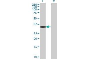 Western Blot analysis of MLF1 expression in transfected 293T cell line by MLF1 MaxPab polyclonal antibody.