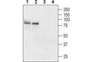 Western blot analysis of rat (lanes 1 and 3) and mouse (lanes 2 and 4) brain lysates: - 1,2. (TSH receptor anticorps  (Extracellular, N-Term))