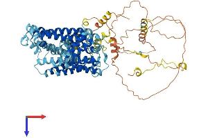 AlphaFold protein structure predicition of Mouse Recombinant Slc12a8 Protein, UniprotID Q8VI23
