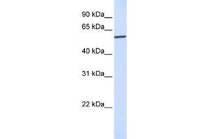 WB Suggested Anti-KPNA4  Antibody Titration: 0. (KPNA4 anticorps  (N-Term))