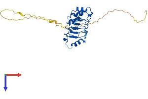 AlphaFold protein structure predicition of Mouse Recombinant Anp32e Protein, UniprotID P97822