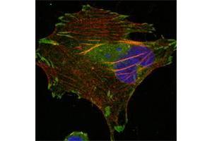 Confocal immunofluorescence analysis of Hela cells using LPP mouse mAb (green).