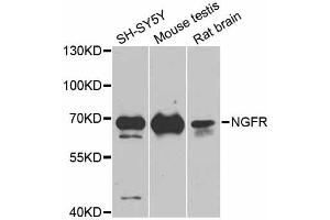 Western blot analysis of extracts of various cell lines, using NGFR antibody (ABIN5998347) at 1/1000 dilution. (NGFR anticorps)
