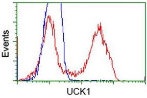 HEK293T cells transfected with either RC220876 overexpress plasmid (Red) or empty vector control plasmid (Blue) were immunostained by anti-UCK1 antibody (ABIN2453771), and then analyzed by flow cytometry. (UCK1 anticorps)