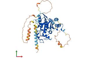 AlphaFold protein structure predicition of Mouse Recombinant Atg4c Protein, UniprotID Q811C2