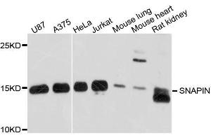 Western blot analysis of extracts of various cell lines, using SNAPIN antibody. (SNAPIN anticorps  (AA 1-136))