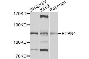 Western blot analysis of extracts of various cell lines, using PTPN4 antibody (ABIN5972222) at 1/1000 dilution. (PTPN4 anticorps)