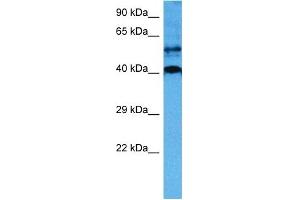Host:  Mouse  Target Name:  SOX18  Sample Tissue:  Mouse Testis  Antibody Dilution:  1ug/ml