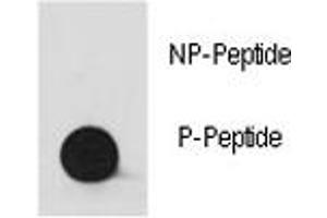 Dot blot analysis of phospho-Src antibody.