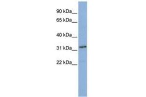 Image no. 1 for anti-Small Nuclear RNA Activating Complex, Polypeptide 2, 45kDa (SNAPC2) (AA 36-85) antibody (ABIN6740258)