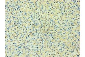 Immunohistochemistry of paraffin-embedded human spleen tissue using ABIN7155546 at dilution of 1:100