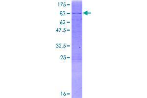 Image no. 1 for Protein Phosphatase 1J (PPM1J) (AA 1-505) protein (GST tag) (ABIN1315920)